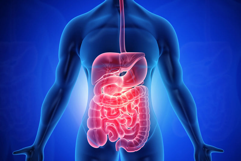 Unlocking Health: The Comprehensive Guide to Probiotics and Digestive Health