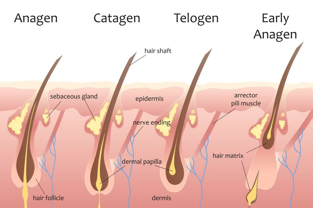 human hair growth cycle