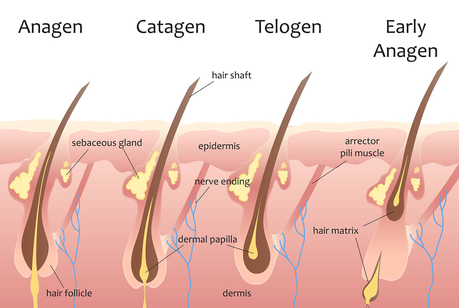 The Anatomy of Hair: Structure, Types, and Growth Cycles