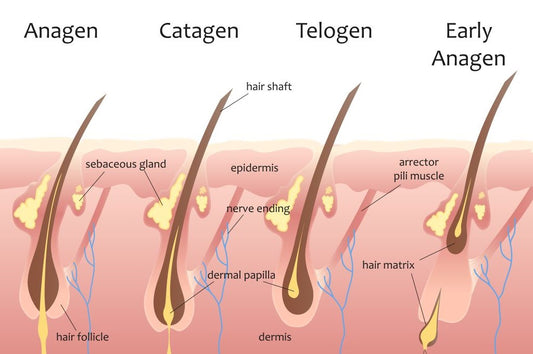 human hair growth cycle